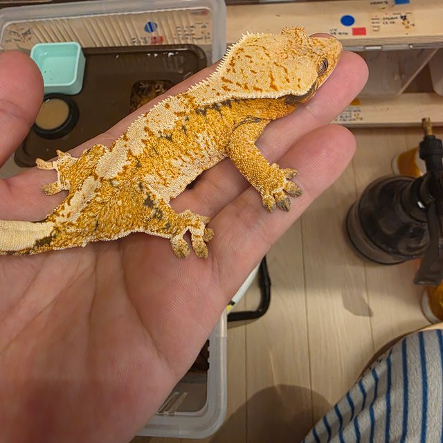 텐저린 트라이 익스트림할리퀸 화이트스팟