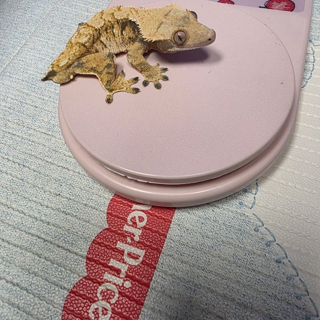 트라이 익스트림할리퀸