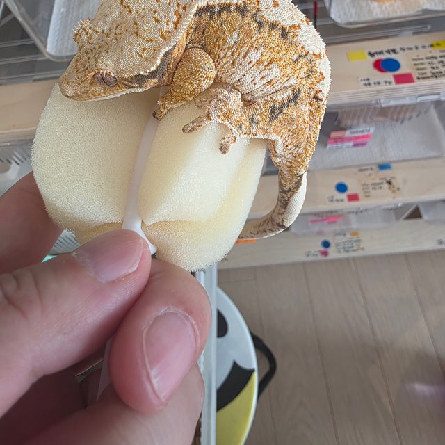 텐저린 트라이 익스트림할리퀸 화이트스팟