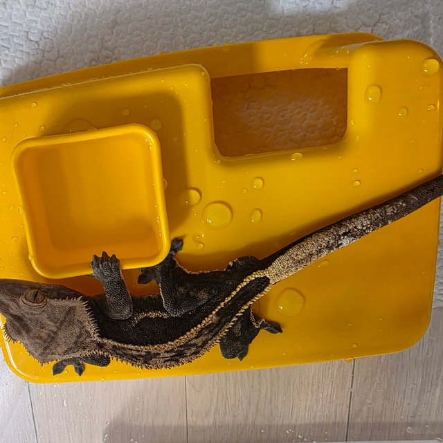 슈퍼스트라이프 엠티백