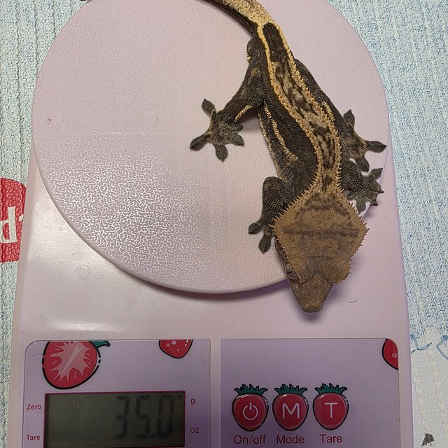 슈퍼스트라이프 엠티백