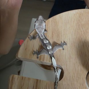 아잔틱