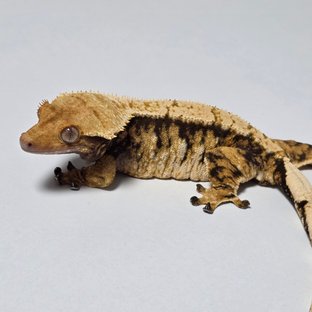 Teri
