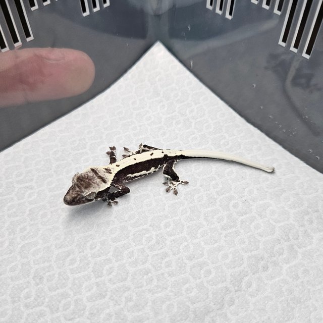 릴리 세이블 릴잔틱 아잔틱