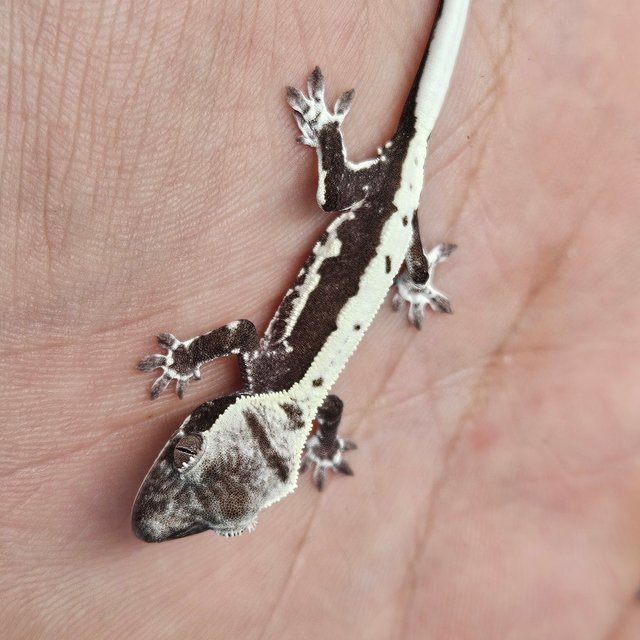 릴리 세이블 릴잔틱 아잔틱