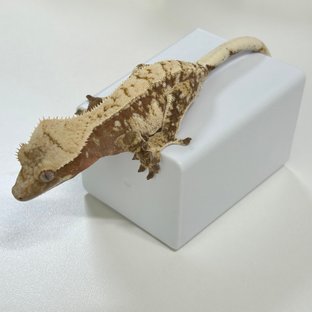 레드 트라이 익스트림할리퀸