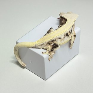 솔리드백 릴리화이트