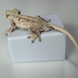 풀핀 트라이 화이트