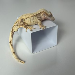 레드 트라이 화이트스팟