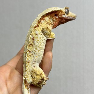 레드 트라이 익스트림할리퀸 화이트스팟