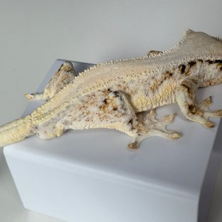 솔리드백 릴리화이트 화이트스팟