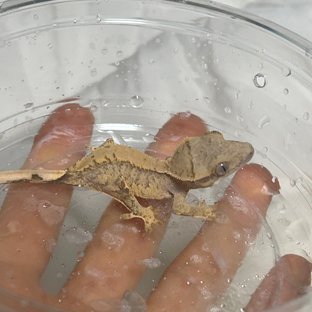 드리피 화이트스팟