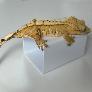 크림시클 달마시안