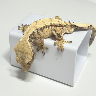 텐저린 익스트림할리퀸 화이트스팟