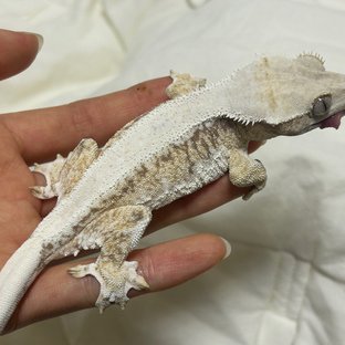 레드 릴리화이트 화이트스팟