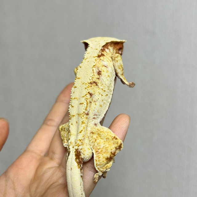 레드 트라이 익스트림할리퀸 화이트스팟