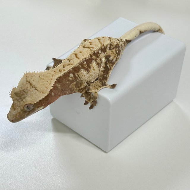 레드 트라이 익스트림할리퀸