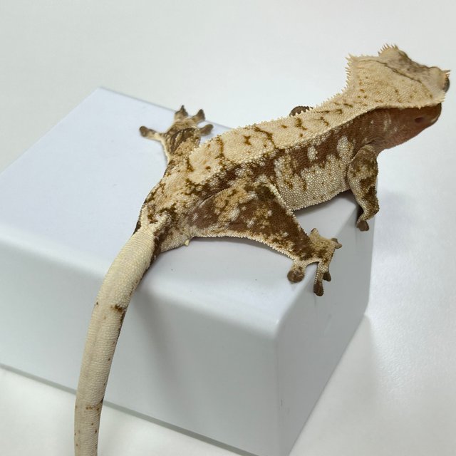 레드 트라이 익스트림할리퀸