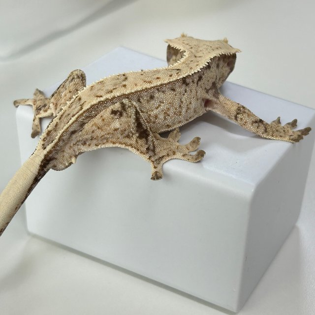 풀핀 트라이 화이트