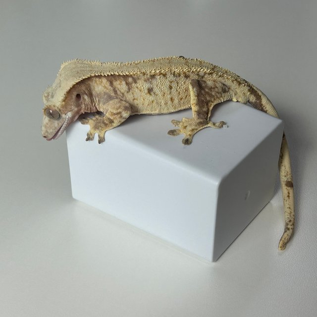 레드 트라이 화이트스팟