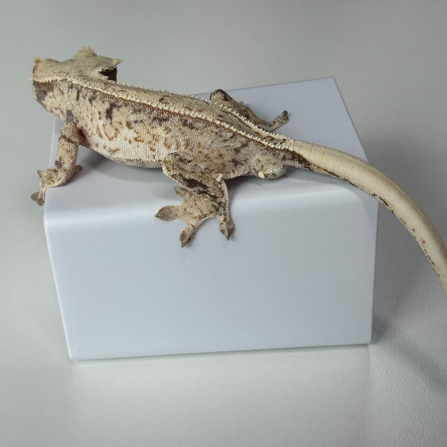 풀핀 트라이 화이트