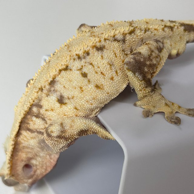 레드 트라이 화이트스팟