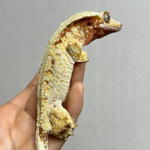 레드 트라이 익스트림할리퀸 화이트스팟