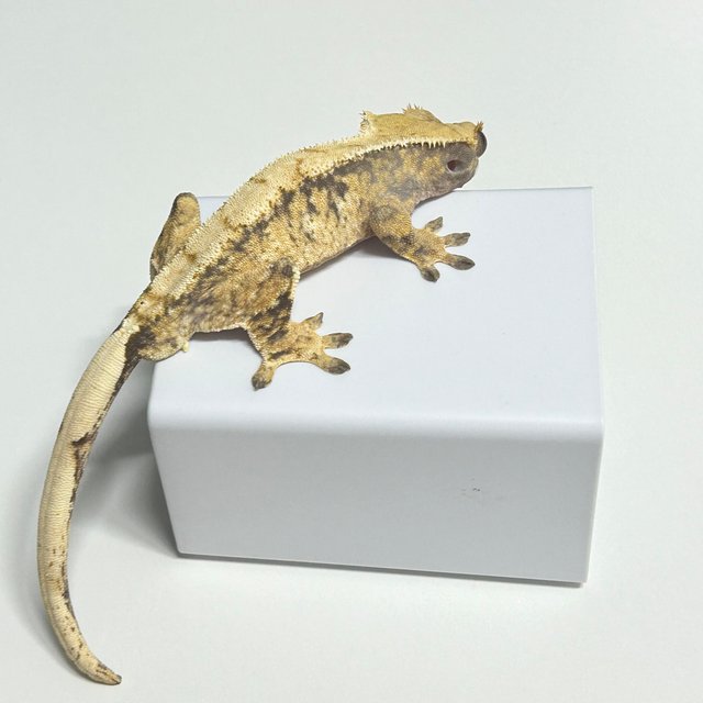 텐저린 익스트림할리퀸 화이트스팟