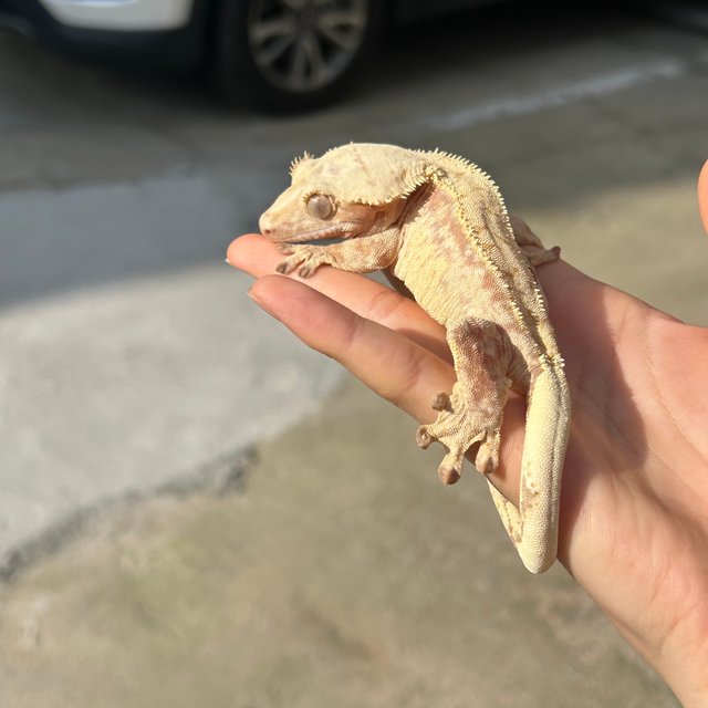 레드 트라이 익스트림할리퀸