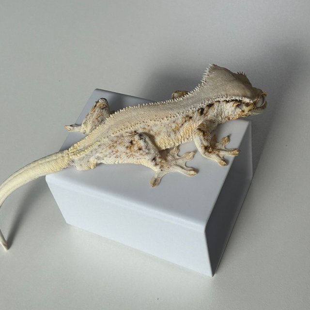 솔리드백 릴리화이트 화이트스팟