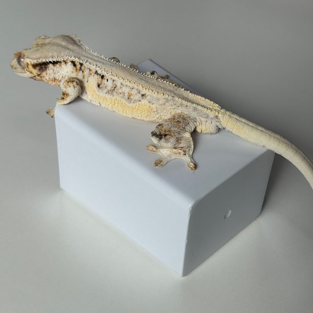 솔리드백 릴리화이트 화이트스팟