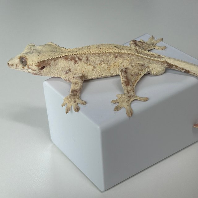 레드 풀핀 트라이