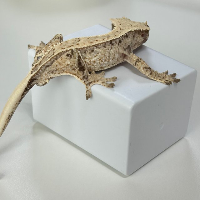 풀핀 트라이 화이트