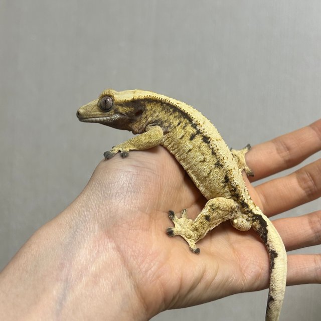 옐로우 트라이 익스트림할리퀸