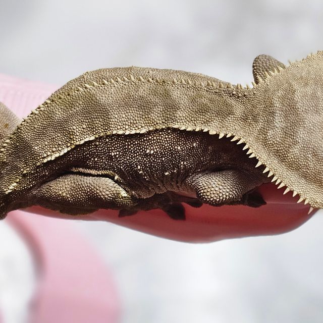 바이 화이트포트홀 다크 크림