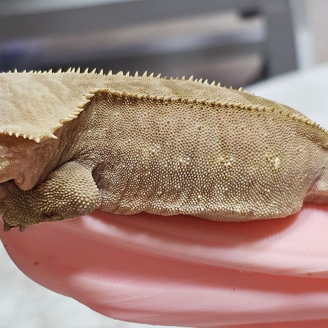 바이 화이트포트홀 다크 크림