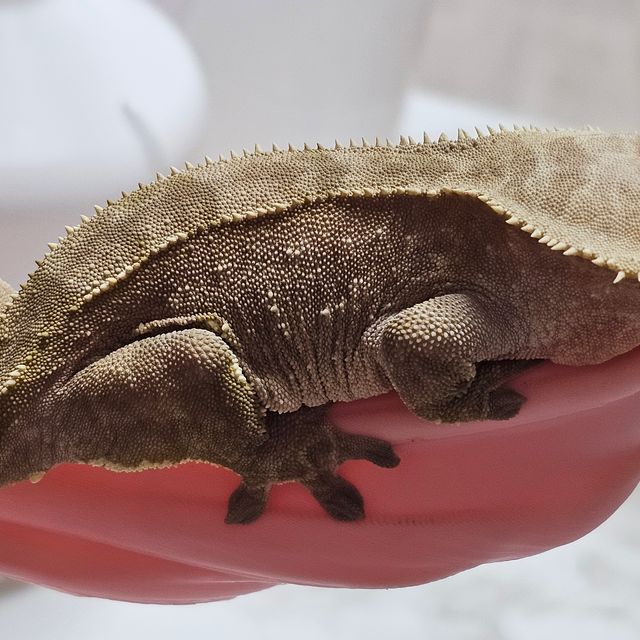 바이 화이트포트홀 다크 크림