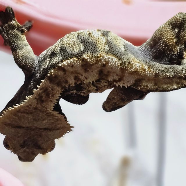 트라이 익스트림할리퀸 다크