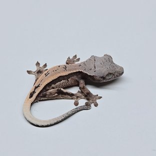 세이블 풀핀 쿼드