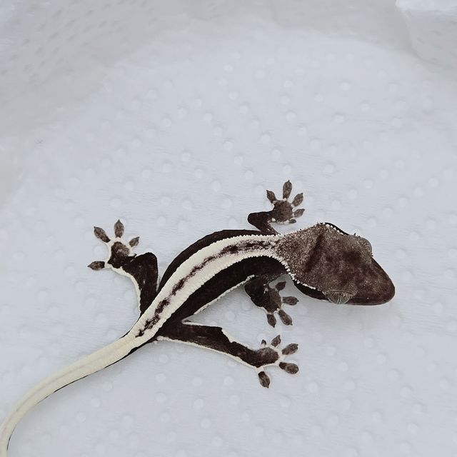 아잔틱 릴잔틱 풀핀 블랙