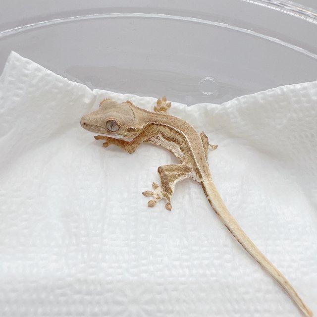 릴리화이트 크림시클 크림 옐로우