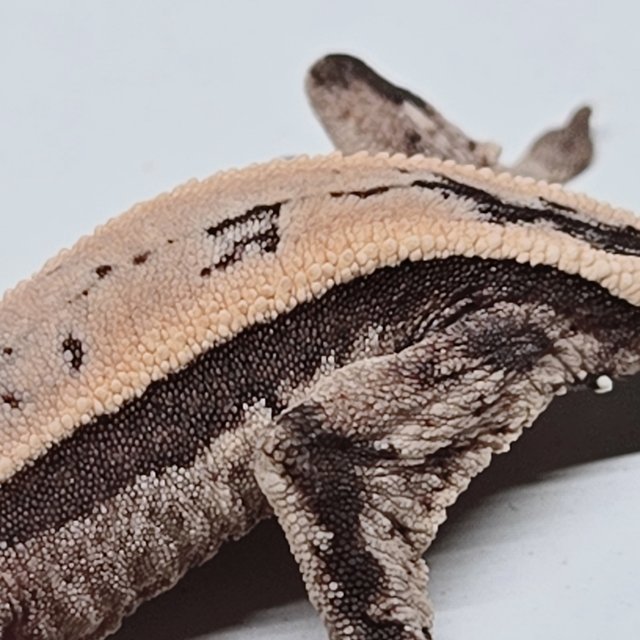 세이블 풀핀 쿼드