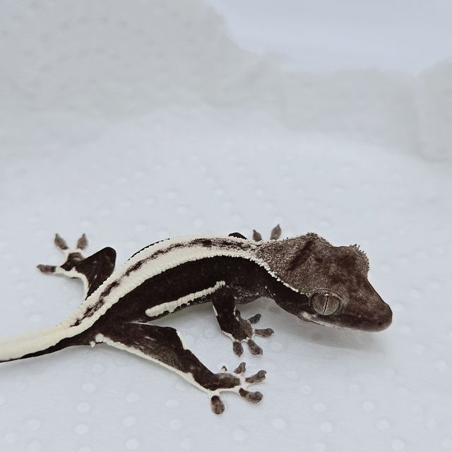 아잔틱 릴잔틱 풀핀 블랙