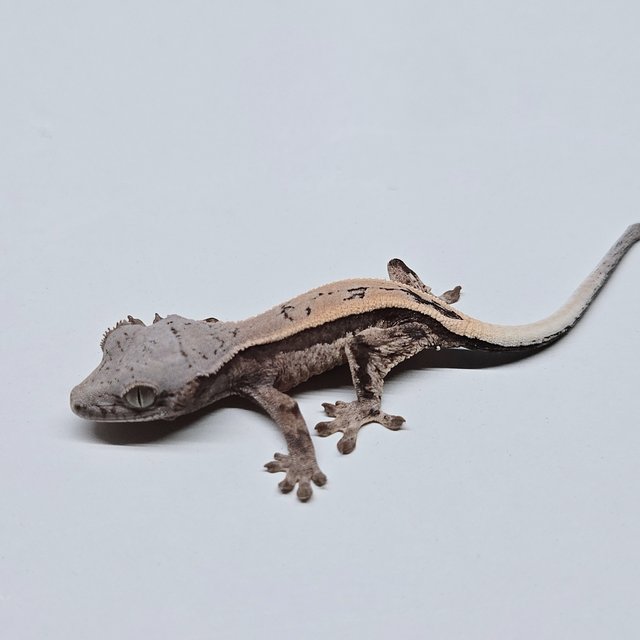 세이블 풀핀 쿼드