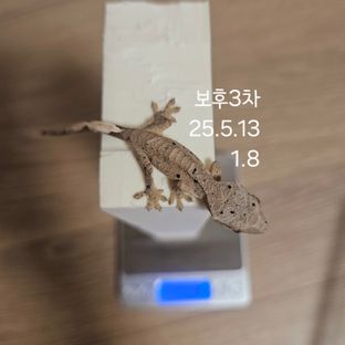 슈퍼달마시안