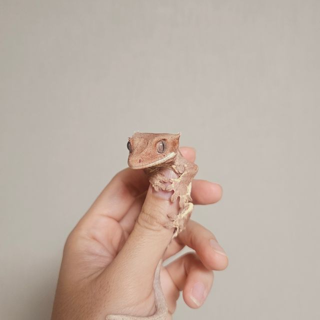 레드 프라푸치노 팬텀