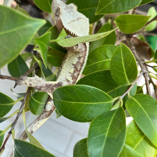 트라이 익스트림할리퀸 레드