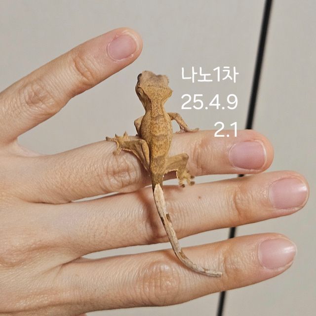 팬텀 벅스킨 브린들 옐로우 크림 크림시클