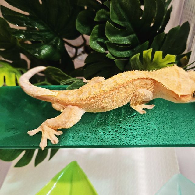 팬텀 벅스킨 스트로베리 크림시클 크림 옐로우