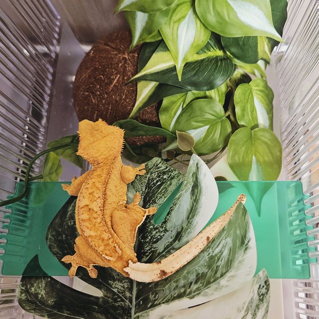 패턴리스 팬텀 벅스킨 옐로우 크림 크림시클